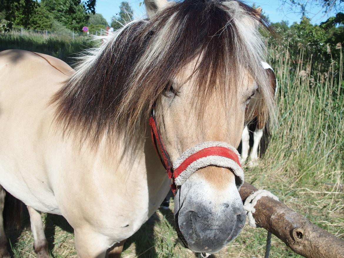 Fjordhest Fuchur - Max siger på gensyn <3 billede 20