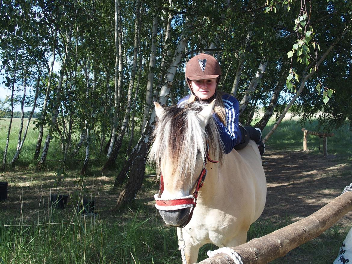 Fjordhest Fuchur - Elsk på ham her <3 billede 19
