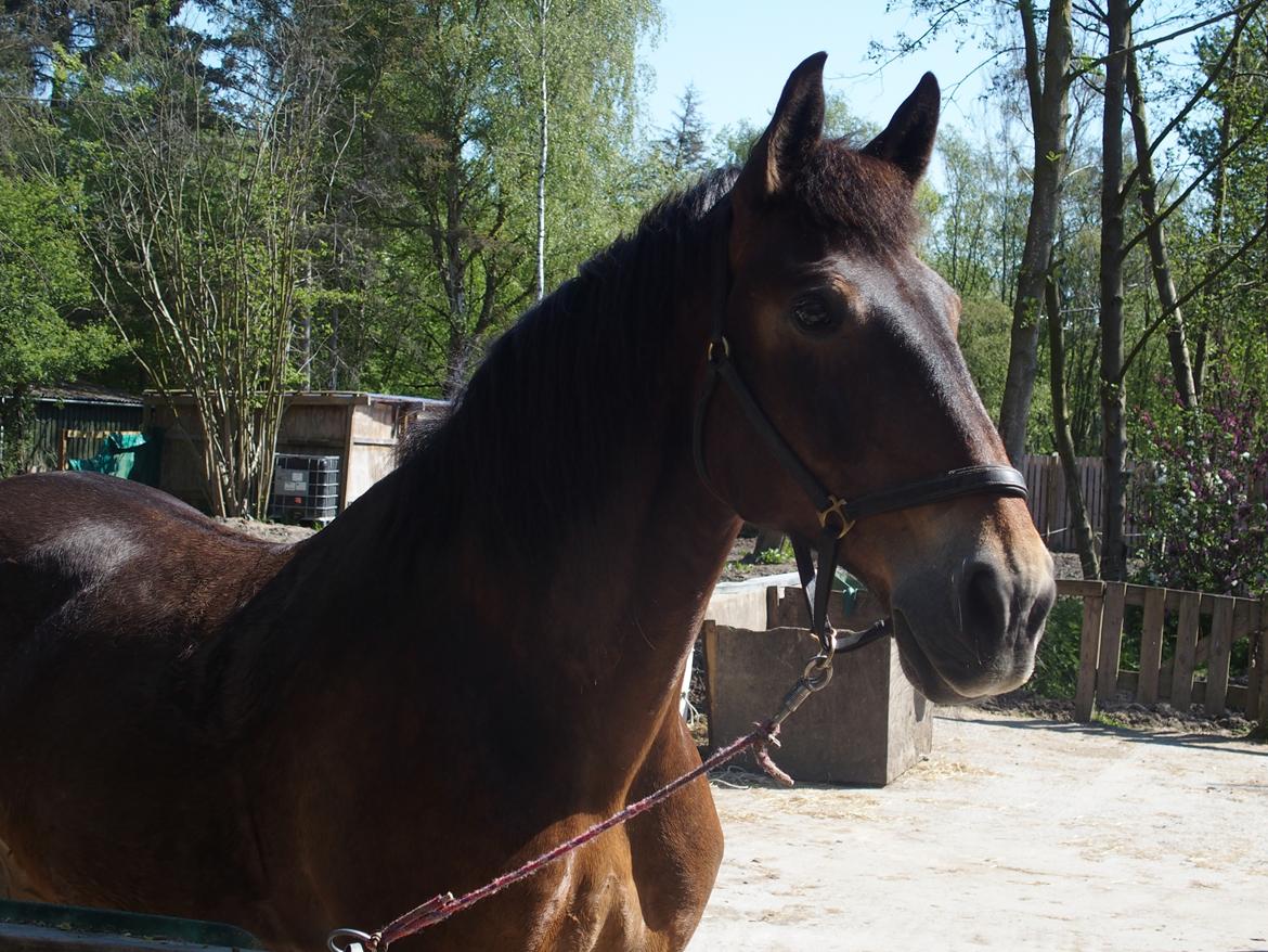 Anden særlig race Basse - Velkommen til Basse galleri <3 billede 1