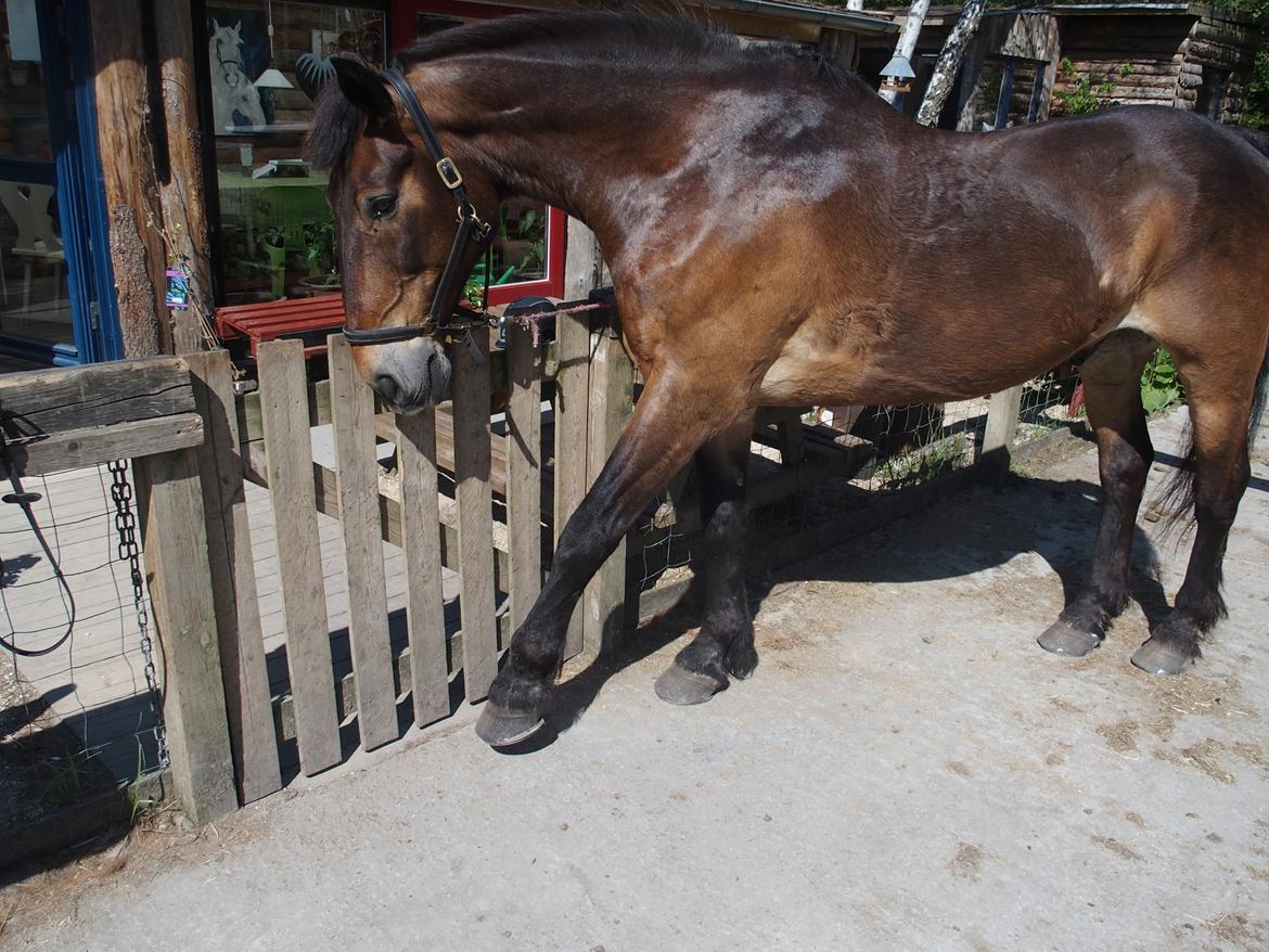 Anden særlig race Basse - Tiggeprins d: billede 2