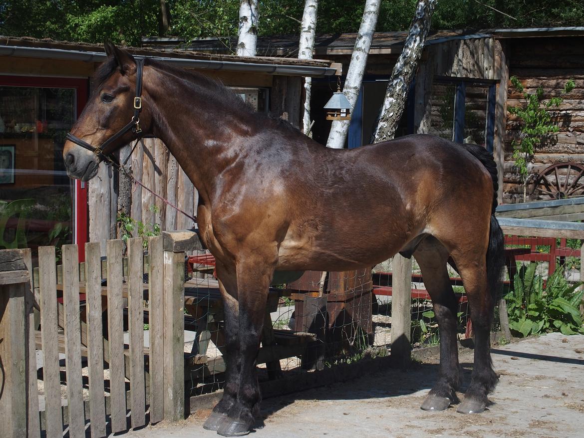 Anden særlig race Basse - Lækre gamle dreng <3 billede 3