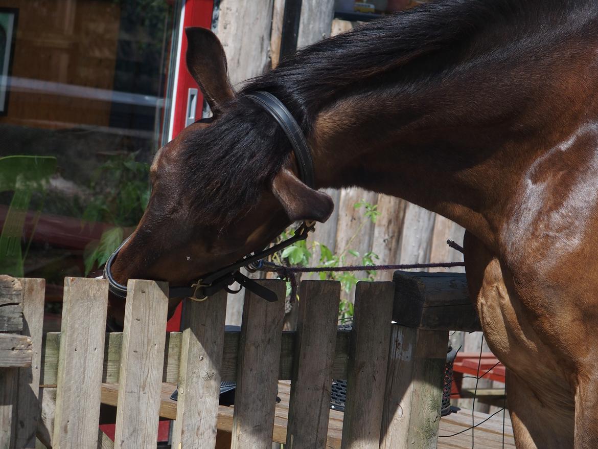 Anden særlig race Basse - Det klør' en smule xD billede 4