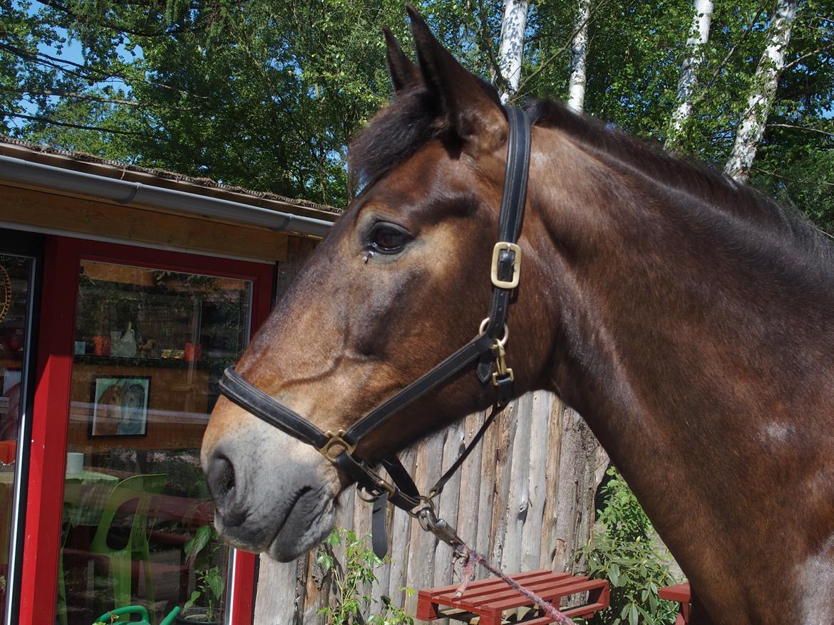 Anden særlig race Basse - <3 billede 5