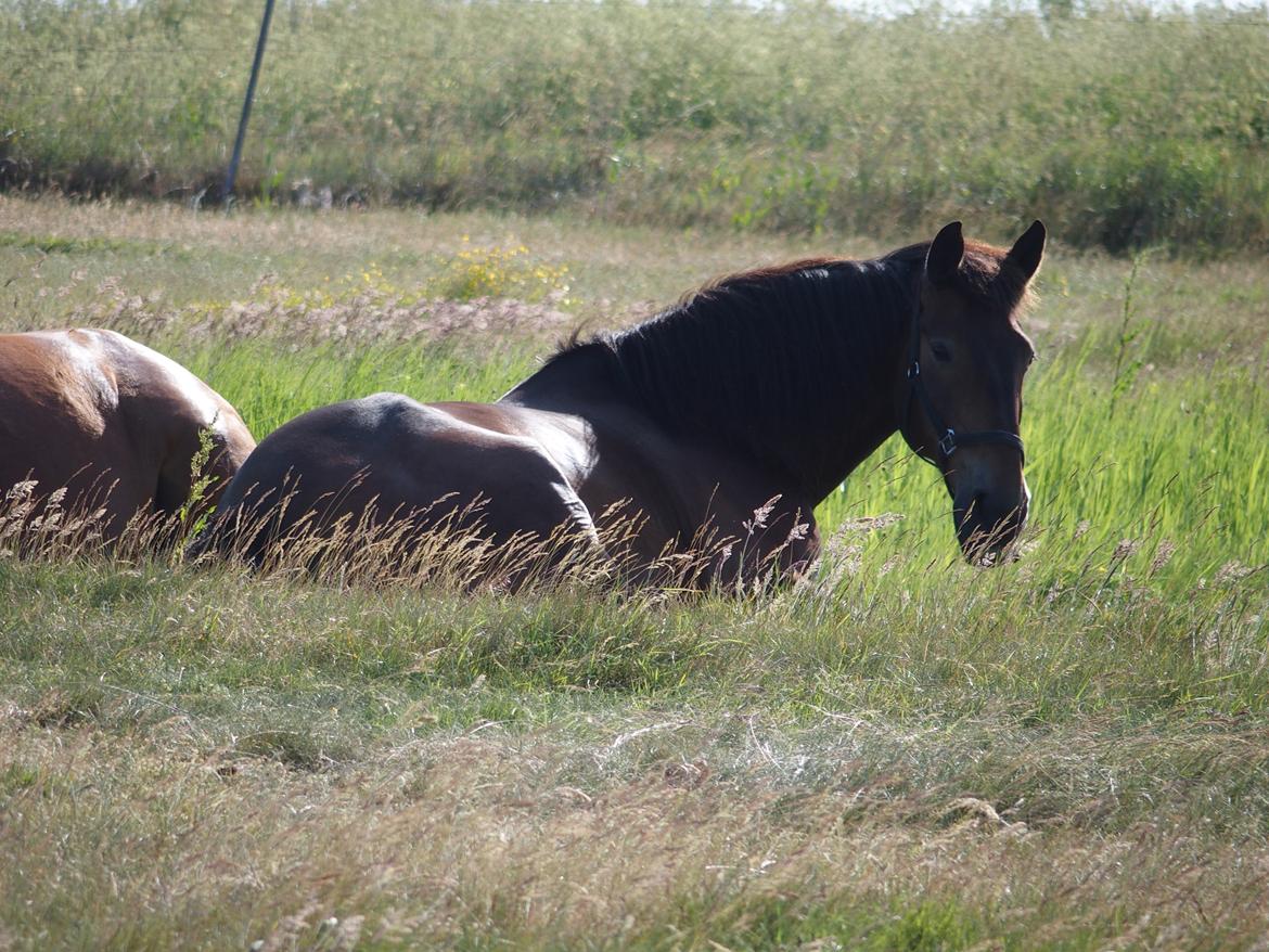 Anden særlig race Basse - Slapper på folden <3 billede 6