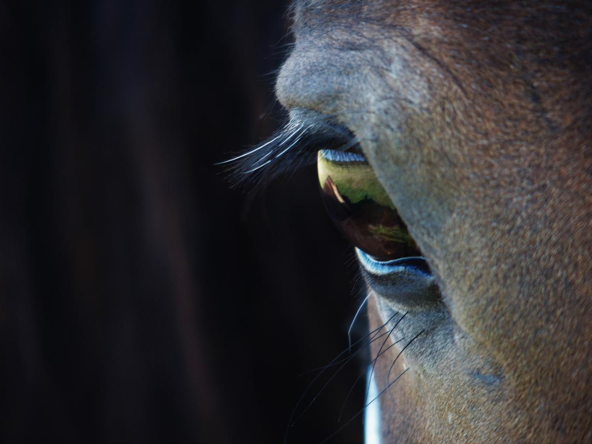 Anden særlig race Basse - Smukkeste øje <3 billede 7