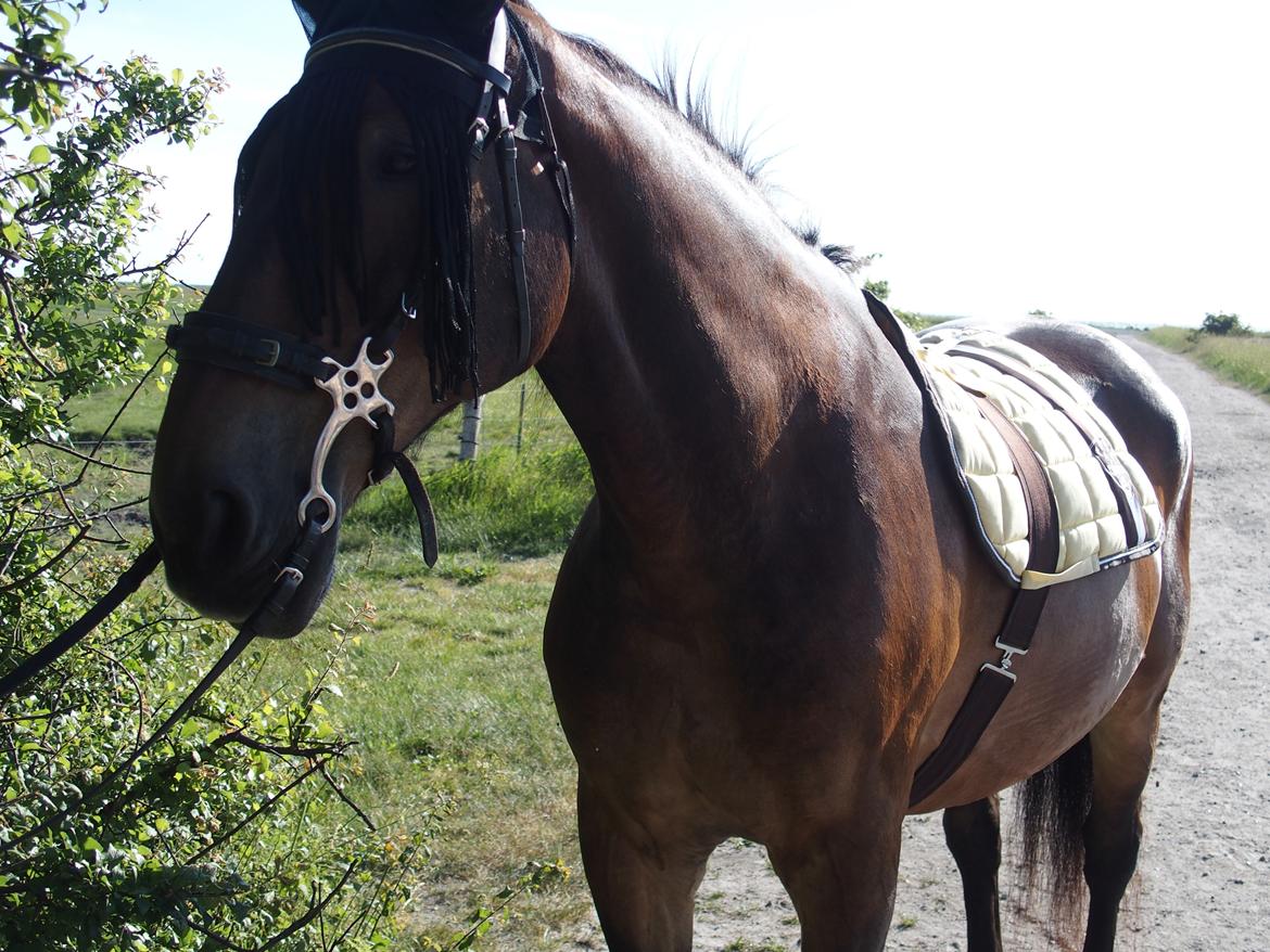 Anden særlig race Basse - Med hele grejet på, på vej til fotoshoot på stranden <3 billede 8