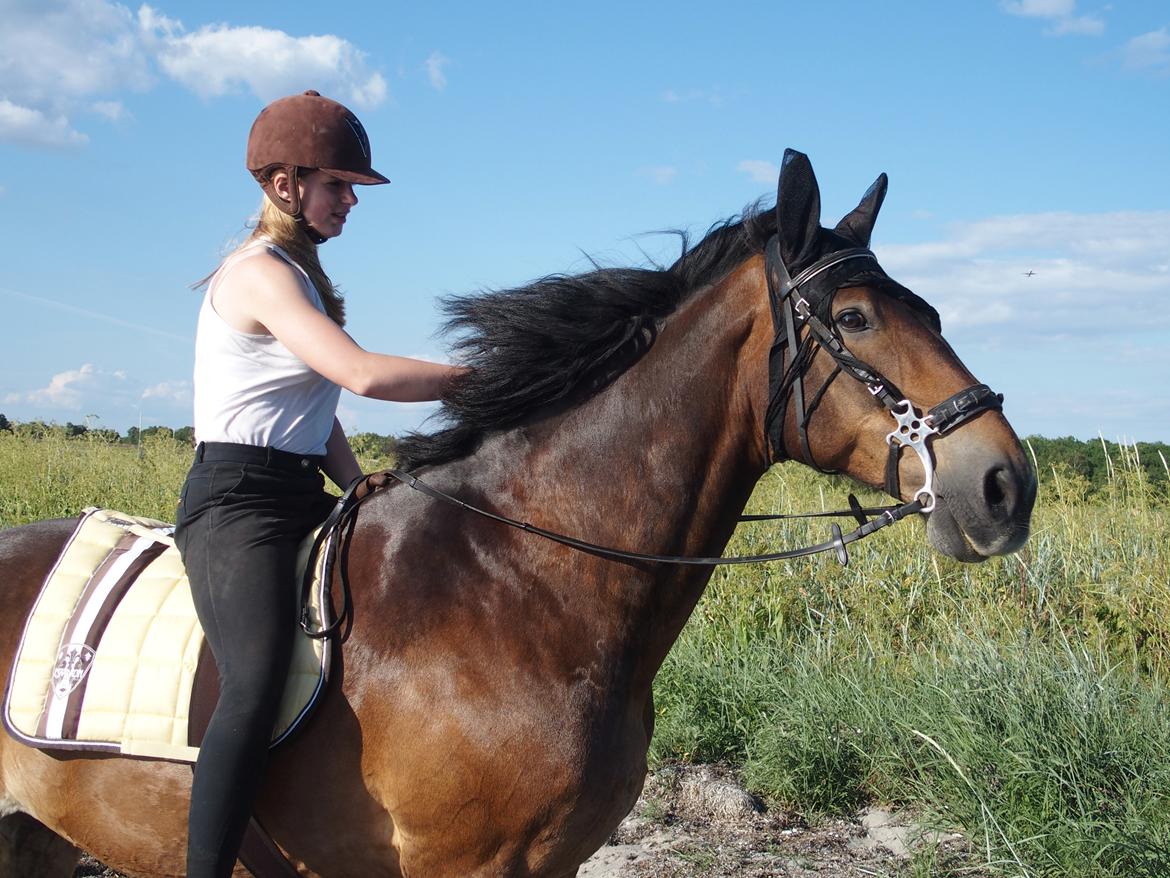 Anden særlig race Basse - Smukke dyr med vind i håret <3 (Sidste billede med hans fine fluemaske -.-' billede 10