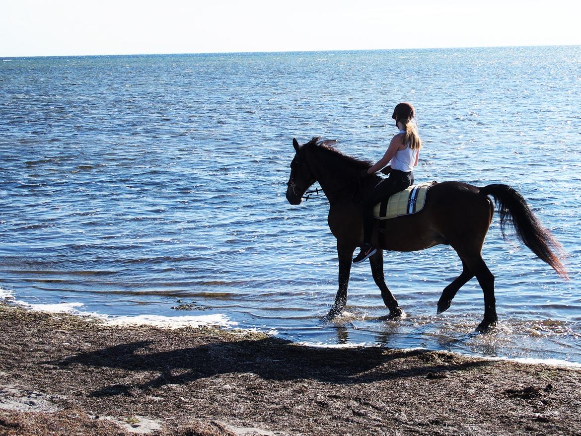 Anden særlig race Basse - Afkøling efter langt shoot <3 billede 9