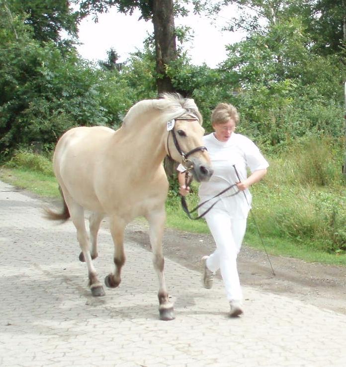Fjordhest Vrå nikita - 16 Juli 2016 Kåring billede 44