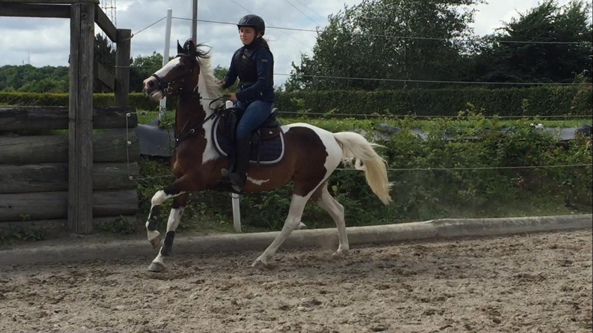 DSP Lady Ammador<3 - B-PONY - Hans Ley springkursus uge 28 - 2016 billede 25