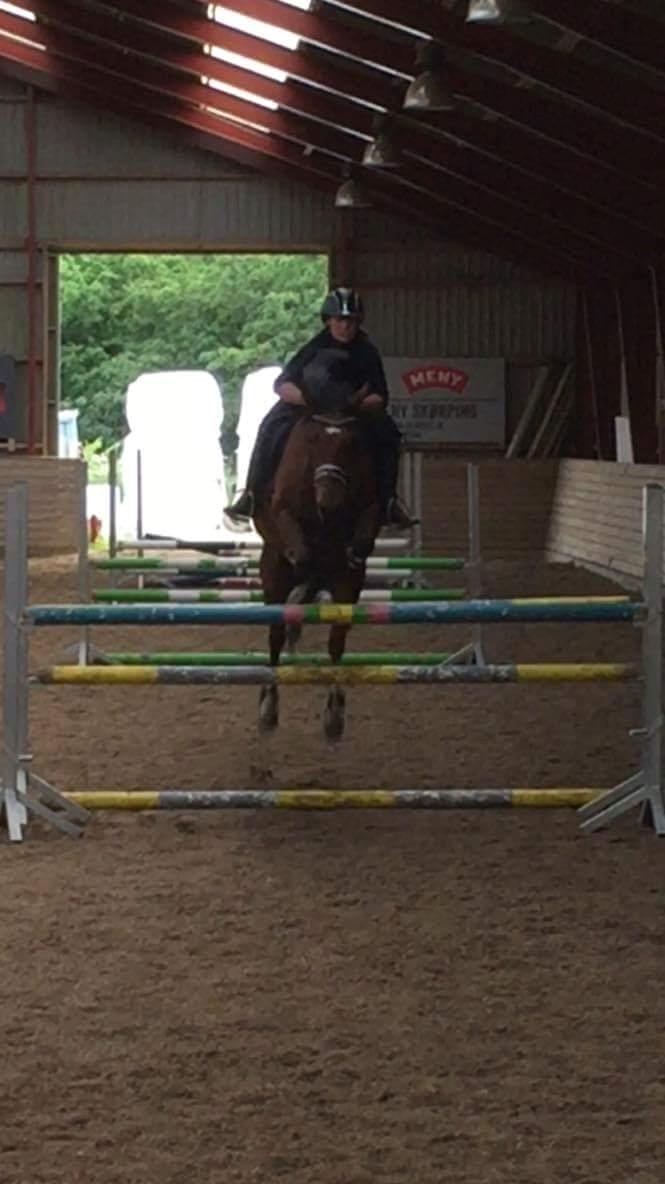 Anden særlig race Søndervangs Kentucky billede 19