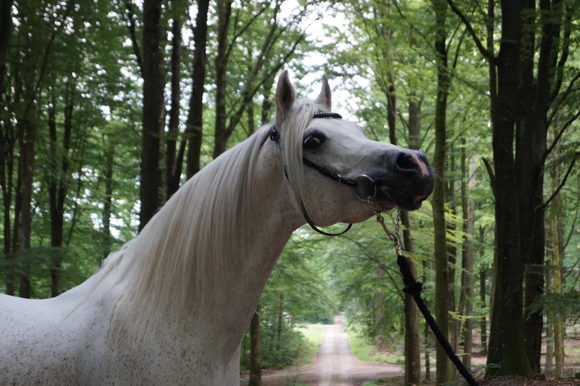 Arabisk fuldblod (OX) Shaklan Ibn Saskatoon - Foto: Emilie Jæger Kjærsgaard. Juni 2016. billede 1