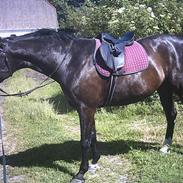 Dansk Varmblod Raphael *Rip*