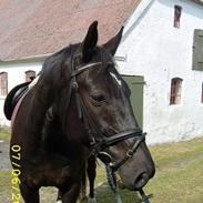 Dansk Varmblod Raphael *Rip*