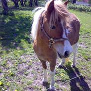 Anden særlig race Lady *solgt*