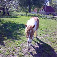 Anden særlig race Lady *solgt*