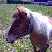 Anden særlig race Lady *solgt*