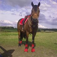 New Forest Loke Charmour Tornando R.I.P. 14/4 - 2011