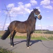 New Forest Loke Charmour Tornando  R.I.P. 14/4 - 2011