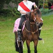 New Forest Loke Charmour Tornando  R.I.P. 14/4 - 2011