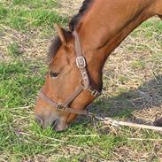 New Forest Kjølens Fabel