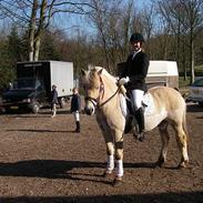 Fjordhest Lucas SOLGT :'( SNØFT!