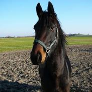 Anden særlig race Malou