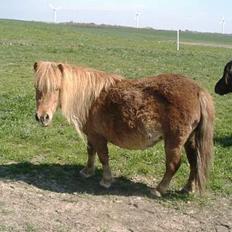 Shetlænder sønderskov maxine (R.I.P)