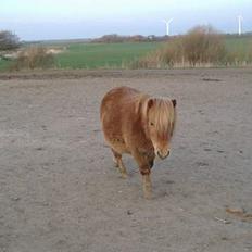Shetlænder sønderskov maxine (R.I.P)