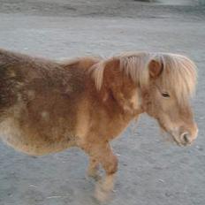 Shetlænder sønderskov maxine (R.I.P)