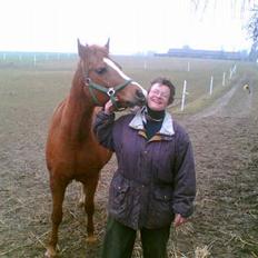 Anden særlig race cheval (R.I.P)