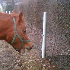 Anden særlig race cheval (R.I.P)
