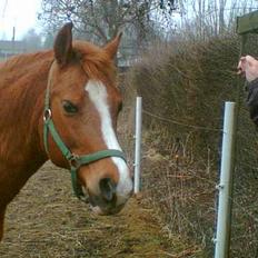 Anden særlig race cheval (R.I.P)