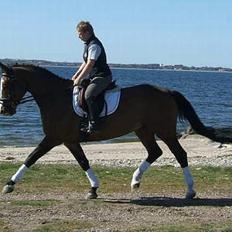 Polsk Varmblod kasia (død)