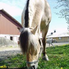Fjordhest Jonas død