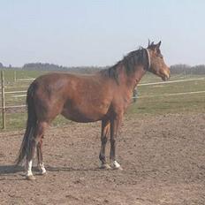 Palomino Charming Miss-Behaving 