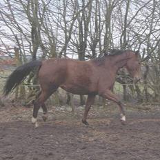 Palomino Charming Miss-Behaving 