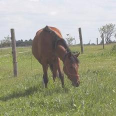 Palomino Charming Miss-Behaving 