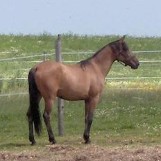 Lusitano Chanell * Solgt *
