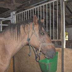 Lusitano Chanell * Solgt *