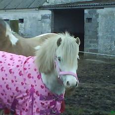 Anden særlig race Daisy