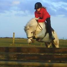 Anden særlig race Daisy