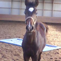 Welsh Partbred (Sec F) *Merchi*  solgt
