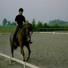 Dansk Varmblod Meldgårds Tequita *SOLGT*