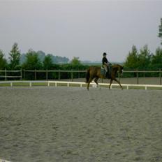 Dansk Varmblod Meldgårds Tequita *SOLGT*