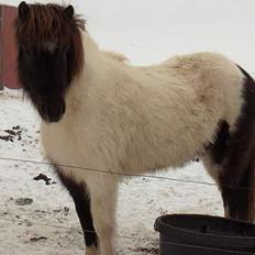 Islænder Hatta fra Rønnekildegaard