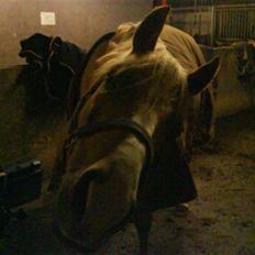 Palomino Golden Casanova