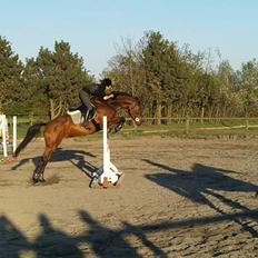 Dansk Varmblod Lucky N 