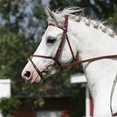 Anden særlig race Flying Fellow <3 *R.I.P*