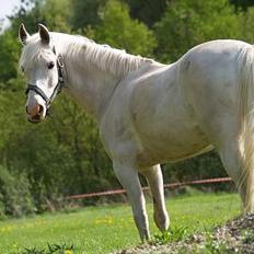 Anden særlig race Flying Fellow <3 *R.I.P*